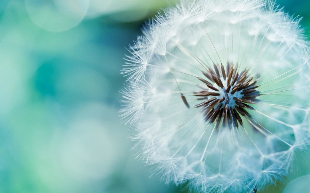 dandelion_background